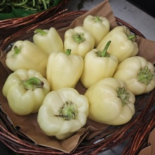 100 piezas de semillas de pimienta blanca