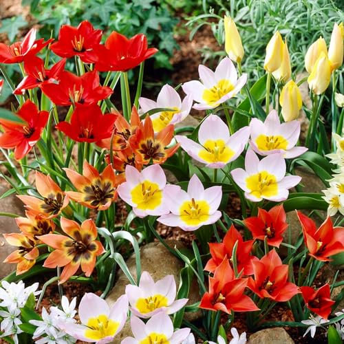 Mélange de tulipes botaniques, 50 Bulbes de tulipes exclusifs de Hollande, Au moins 5 variétés et couleurs différentes, Bulbe résistant à l'hiver et vivace pour le jardin, les pots et le balcon.