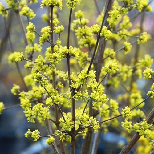 Cornus mas – Corniolo maschio – Pianta 40–60 cm in vaso C – arbusto da frutto
