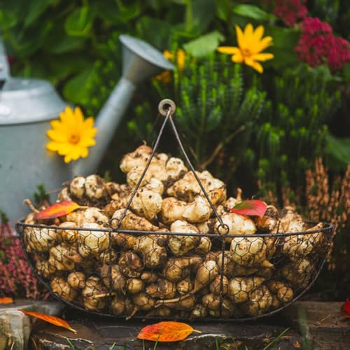 piantare semi di (Helianthus tuberosus),regali per gli amanti del giardino Le da giardino sono perenni resistenti Giardino decorativo,a 150pcs