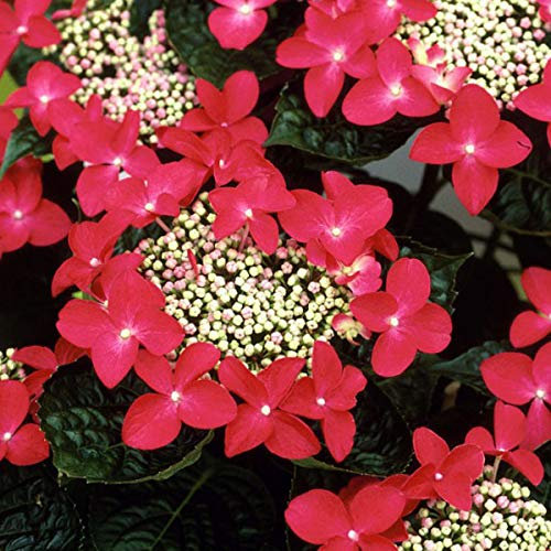 Hydrangea 'Teller Red'- Hortensia 'Teller Red' 25-30 cm en conteneur
