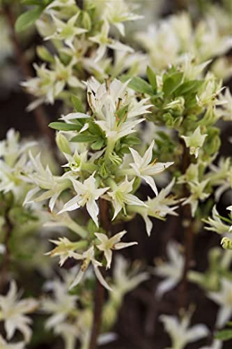 Rhododendron atlanticum 30-40 cm - Atlantischer Rhododendron, weiße Blüten, Blütezeit April-Mai, ideal für schattige Gärten, bienenfreundlich, winterhart