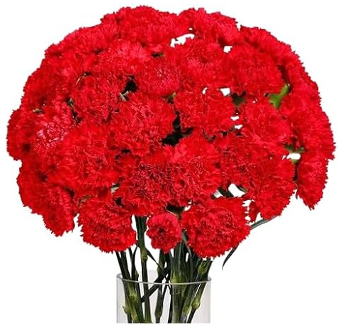 Bouquet de Flores de Clavel Rojo con 50 Flores Largas y Resplandecientes