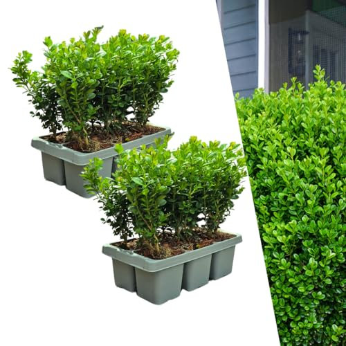 Buchsbaum – Buxus NewGen Freedom – 12 Pflanzen – Ø7 cm Topf – ca. 15 cm hoch – winterhart & pilzresistent – ideal für Hecken & Formschnitt