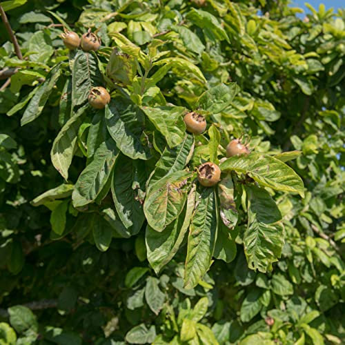 Medlar Fruit Tree Dwarf Patio for Garden Common Quince Admas Mespilus Dutch Minshull Crab Hardy Easy to Grow Your Own Outdoor Fruit 1x 4-Litre Potted Plant by Suttons