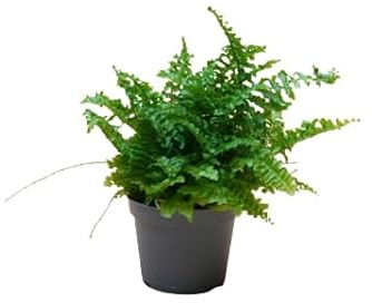 Helecho Planta Natural de Interior y Exterior Ideal para Todos los Espacios