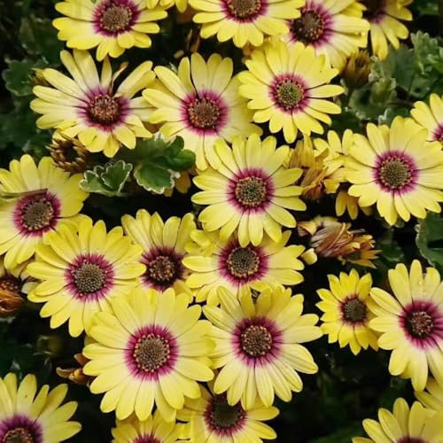 80 pcs blumensamen Kapkörbchen samen - stauden winterhart mehrjährig, Osteospermum ecklonis, zimmerbonsai bonsai, exotische pflanzen pflanzen deko blumensamen mehrjährig winterhart,
