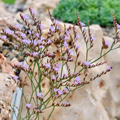 Semillas de lavanda marina. resistentes de exterior Limonium, productos sostenibles resistentes para el jardín 350pcs