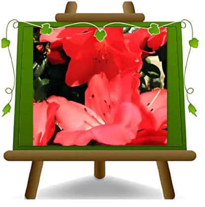 EURO PLANTS VIVAI Azalea Japonica Rouge Plante Ornementale Couronne 35~45 cm Vase 18 cm