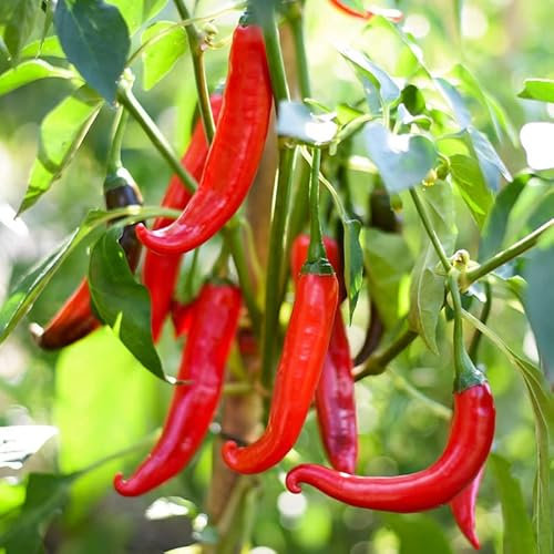 Cayenne Chili Pepper Seeds - Spicy Long Red Chili Quality Heirloom Seed