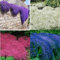 Semillas de flores de berro de ganso, 100 unidades, mixtas