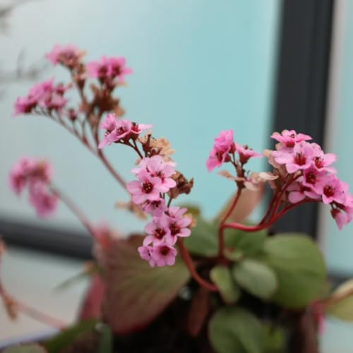 semi di bergenia - bergenia cordifolia - selvatici da balcone resistenti, autunnali resistenti giardino 60pcs