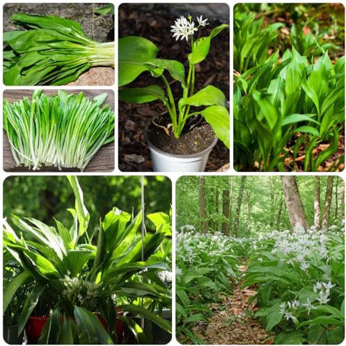 semillas de ajo silvestre cocina de jardín ajo silvestre resistentes perennes en resistentes silvestres, culinarias, 250pcs