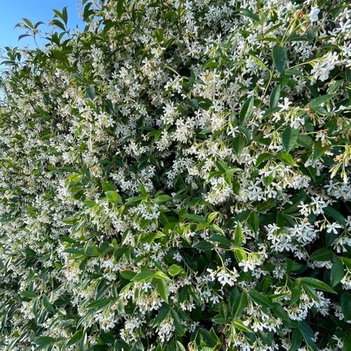 jazmín estrella - balcón colgantes, trepadora jardín de resistentes 1Plantas 20-30cm