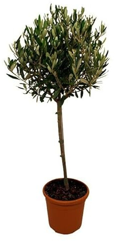 Olivo Copa Natural el Árbol del Olivo que Ofrece Sombra y Belleza en tu Espacio Exterior