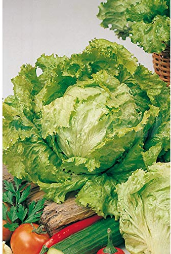 Semillas hortícolas - Lechuga batavia pierre benite - Mascarell