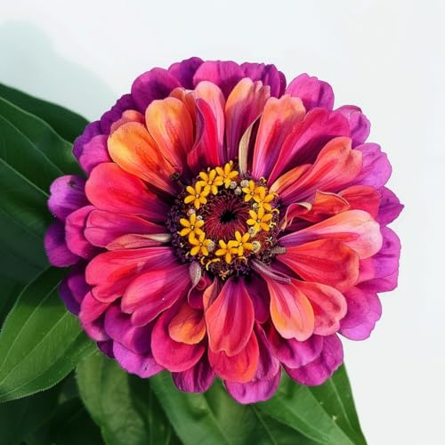 150 Semillas de Rosa Mística Zinnia - SemiSauvage Permacultura