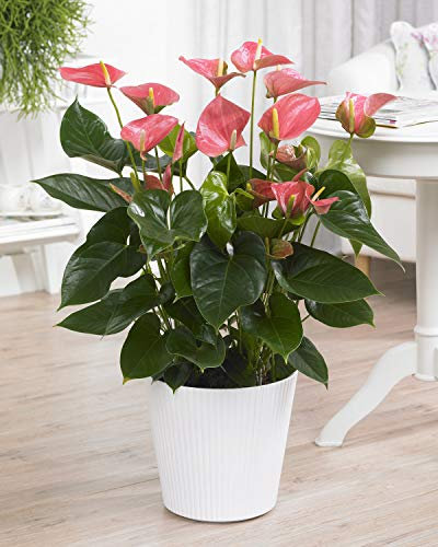 GardenersDream Pink Anthurium Laceleaf Plant in Pot - Live Colourful Indoor Air Purifying Plants - Healthy Indoor Potted Plant for Bedroom - Housewarming Gifts for Home (40-50 cm)