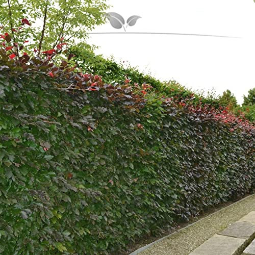 Gardline - Blutbuche 80-100 cm IM TOPF. 3-200 Fagus sylvatica Atropunicea Heckenpflanzen - 25 St. (ca. 4,5 Meter)