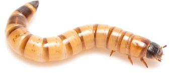 Eurocrickets Mehlwürmer 500g lebend, frisch erwachsen, Futterinsekten lebend, Futtertiere für Reptilien, Vogelfutter, Fischfutter, Igelfutter, Reptilienfutter (500G) Tenebrio Molitor