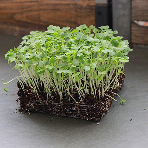 Cabbage Seeds- Pak Choi Tasty Pagoda Purple Hybrid - 25 Seed Packet - Non-GMO Vegetable & Microgreens Seeds