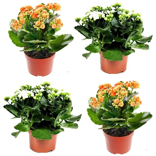 Pack CUATRO Unidades de Planta Suculenta de Kalanchoe Calandiva Natural - Flores Pequeñas de Colores