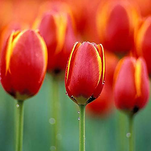 50 Stück Tulpenzwiebeln – Tulpenzwiebeln Winterhart Mehrjährig, Gartenpflanzen für Balkon & Garten, Tulpen Zwiebeln Samen Blumen, Winterharte Gartenpflanzen (Orange Red)