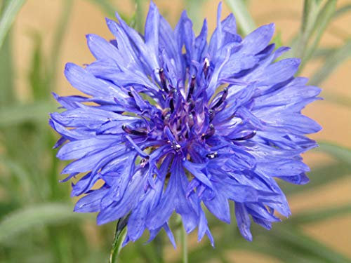 FIORDALISO (Cyanus segetum) - SEMI