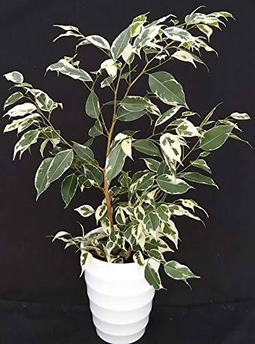 POWERS TO FLOWERS - FICUS BENJAMIN VARIEGATO IN VASO CERAMICA BIANCO, pianta vera
