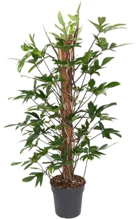 Philodendron Pedatum - 110-120cm - Ø24cm - Krukväxt - Vintergrön