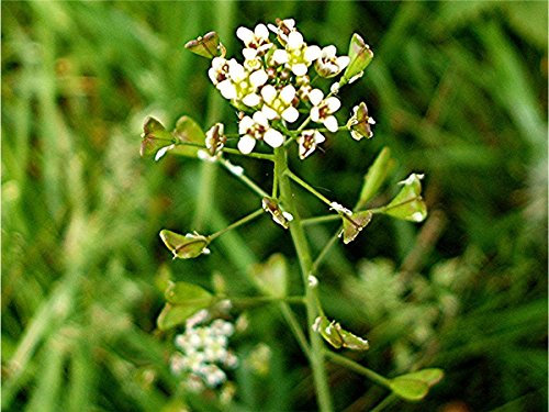7,000 Shepherds Purse Seeds Capsella Bursa-pastoris 1g Wild Flower Meadows by Pretty Wild Seeds
