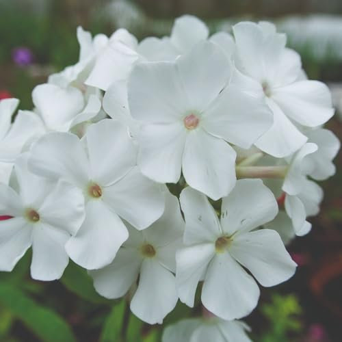 Phlox paniculata 'Rembrandt' – Vibrant Red and White Blooms, Long-Lasting Flowers, Hardy Perennial, Ideal for Borders and Containers, 1X 9cm Pot by Thompson and Morgan