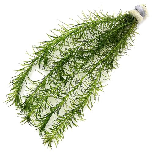 K2AQUA Egeria Najas (1 Bunch) Tropical Aquarium Plant Oxygenating Plants for Aquascaping Tropical Tank Aquatic Pond