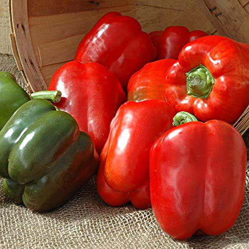 Sweet Pepper Mixed Seeds – High Yielding – Colourful Blend of Sweet Tasting Veggies – for Salads & Mains – for Your Beautiful Garden