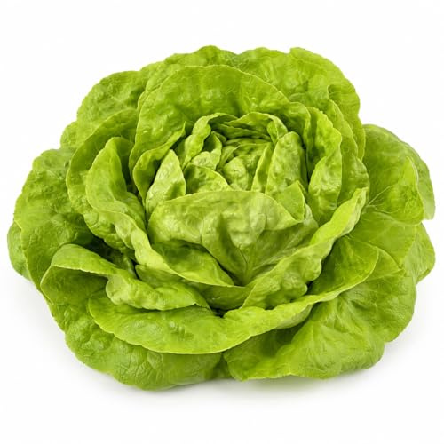 800 Semi Lattuga Regina di Maggio – Varietà Precoce a Cespo Tenero e Compatto | Semi da Orto per Insalata Fresca e Delicata | Ideale per Giardino, Vaso e Coltivazione Domestica