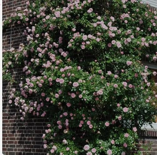 Giardina Climber Rose Scented Light Pink Flower Climbing Outdoor Plant 3L Pot
