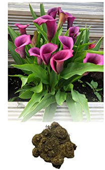 GARTHWAITE NURSERIES® : - 3 Zantedeschia Purple Heart Calla (Arum) Lily Bulbs/Rhizomes Size 22/24 Summer Flowering Perennial
