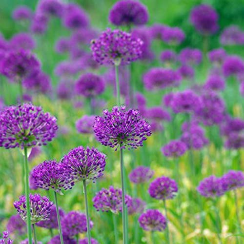 6 x Ail d'ornement 'Purple Sensation' - Allium 'Purple Sensation' - Godet 9x9 cm, Fleurs Violettes Sphériques, Spectaculaire en Massifs