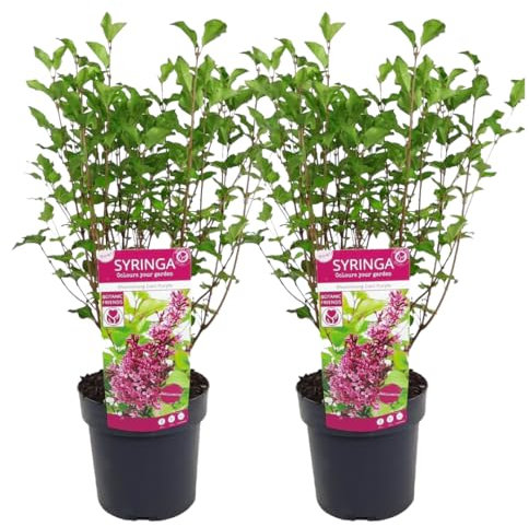 Plant in a Box - Syringa 'Bloomerang' Dunkelviolett - Flieder - 2er-Set - Strauch - Gartenpflanze - ⌀19 cm - Höhe 55-65 cm