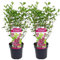 Plant in a Box - Syringa 'Bloomerang' Dunkelviolett - Flieder - 2er-Set - Strauch - Gartenpflanze - ⌀19 cm - Höhe 55-65 cm