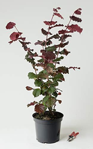 Haselnuss Rotblättrige Zellernuss - Corylus avellana Rotblättrige Zellernuss 60-100 cm hoch - Garten von Ehren