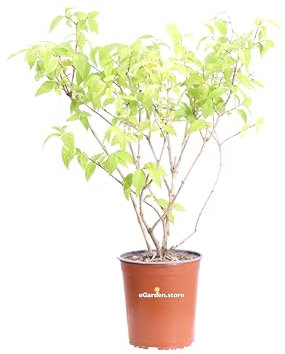 Pianta di Deutzia X Hybrida Perle Rose pianta da esterno arbusto di Deutzia cespuglio fiore rosa pianta ornamentale pianta vera venduta da eGarden.store