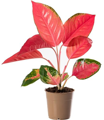 Aglaonema Red Zirkon Rara Planta de Interior Dragón Follaje Exótico y Vibrante Rosa
