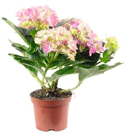 Hydrangea Rosa - Hortensia - Planta Natural con Floración de Larga Duración