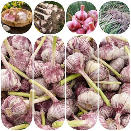 4 pcs pflanzknoblauch winterhart, zwiebeln balkon garten knoblauch pflanzen pflanzendeko gartenpflanzen gemüsepflanzen gemüse winterharte kübelpflanzen balkonpflanzen winterfeste pflanzen