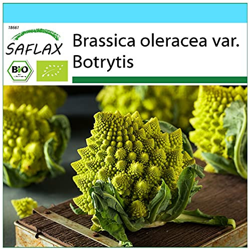 SAFLAX - - BIO - Cavolfiore - Romanesco - 50 semi - Brassica oleracea var. botrytis