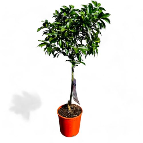 Tropictrees Citrus Kumquat Fortunella - Kumquat haut de 100 cm avec pot | Arbre à agrumes à feuilles persistantes pour jardin & intérieur | Fruit en saison, facile d'entretien & parfumé