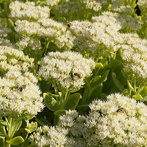Blumixx Stauden Sedum spectabile 'Stardust'® – Weiße Fetthenne, winterhart & pflegeleicht, Bienenmagnet, im 0,5 L Topf, für Beet & Kübel