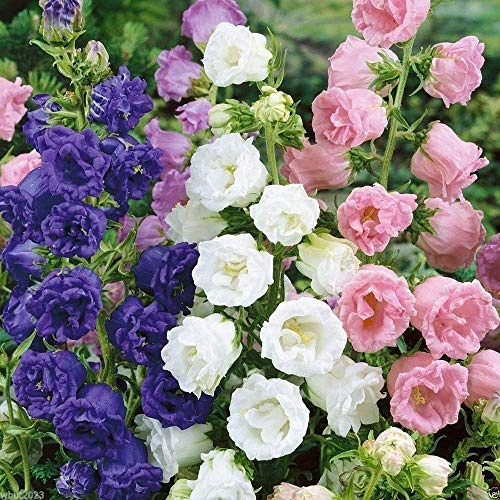 Potseed Doble Mix Taza y el Plato Campanula Semillas de Color Rosa, Rosa, Lavanda, Violeta, Blanco (1000 Semillas)