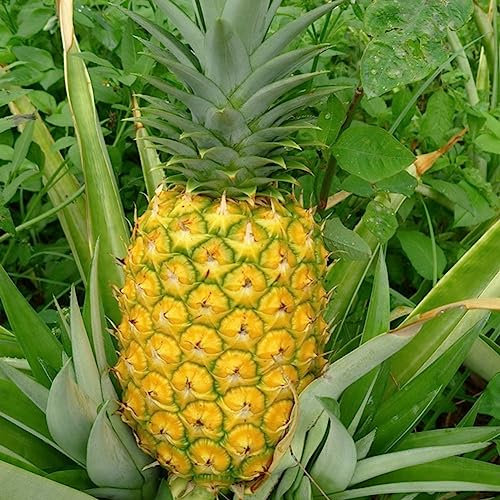 100 Stücke Ananas Samen Süße Saftige Frucht Köstliche Pflanze Garten Hof Dach Dekor Blume Obst Baum Gemüse Samen Ananassamen*